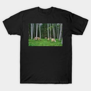 Cows in the forest T-Shirt